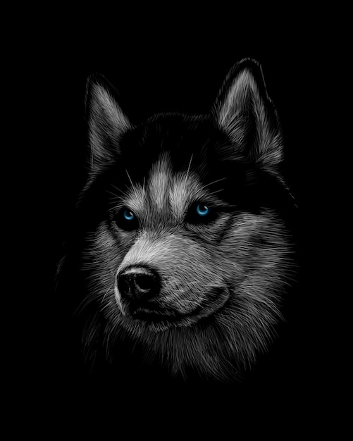 Ritratto della testa del Siberian Husky con gli occhi azzurri su sfondo nero. Illustrazione vettoriale