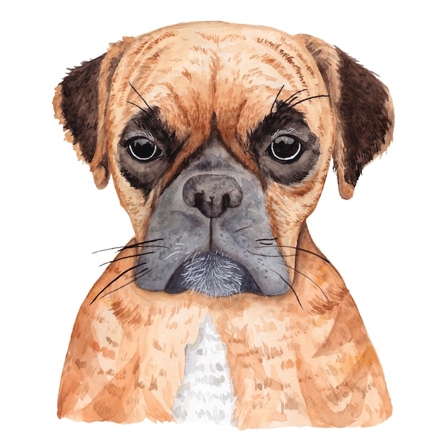 Ritratto di cane boxer Illustrazione ad acquerello isolato