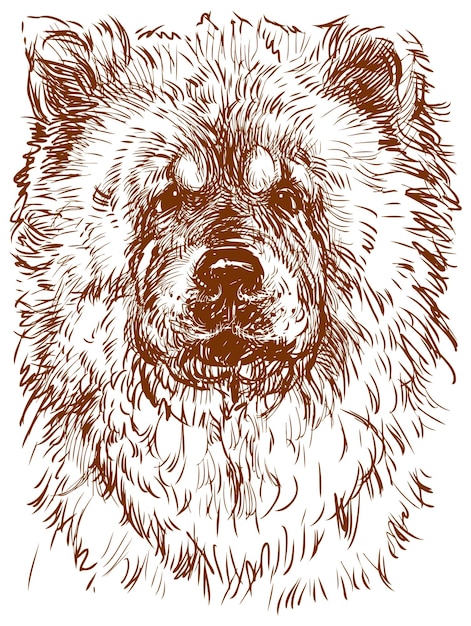 Ritratto di un adorabile cane chow chow
