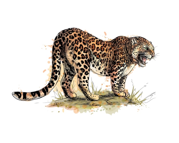 Ritratto di un leopardo da una spruzzata di acquerello, schizzo disegnato a mano. illustrazione di vernici
