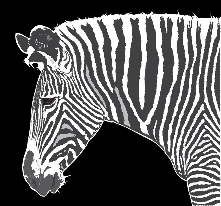 Vettore ritratto di una zebra su sfondo nero. illustrazione vettoriale.