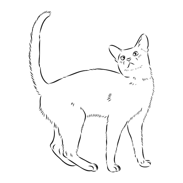 Ritratto monocromatico di contorno vettoriale del curioso gatto abissino in colore nero disegno a mano illustrazione isolato su sfondo bianco schizzo vettoriale gatto abissino
