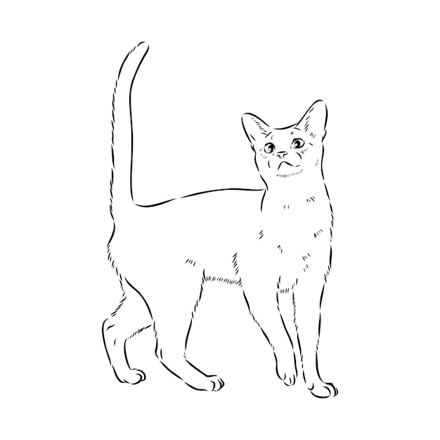 Ritratto monocromatico di contorno vettoriale del curioso gatto abissino in colore nero disegno a mano illustrazione isolato su sfondo bianco schizzo vettoriale gatto abissino