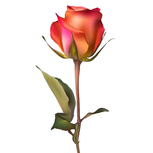 Rosa rossa arancione.