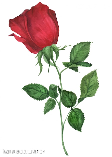 Rosa rossa profonda