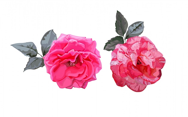 Rose rosa con foglie su bianco