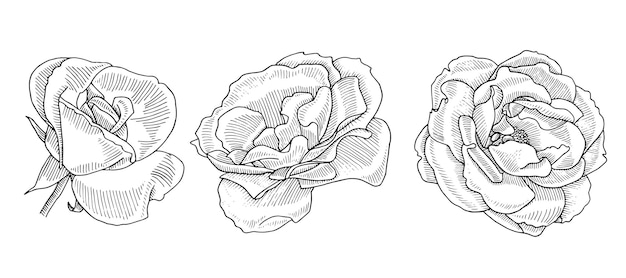Rosebud disegnato a mano