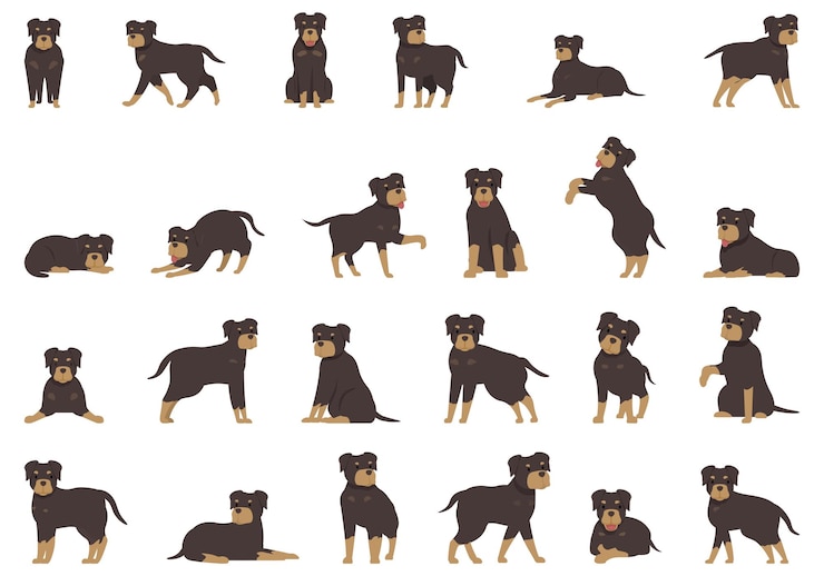Vettore rottweiler set di icone vettore cartoon cane animale animale domestico carino