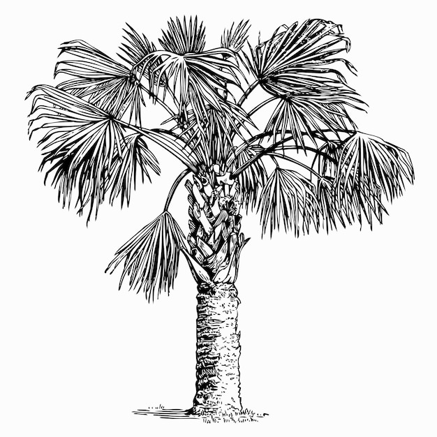 Sabal palmetto (Palma di cavolo)