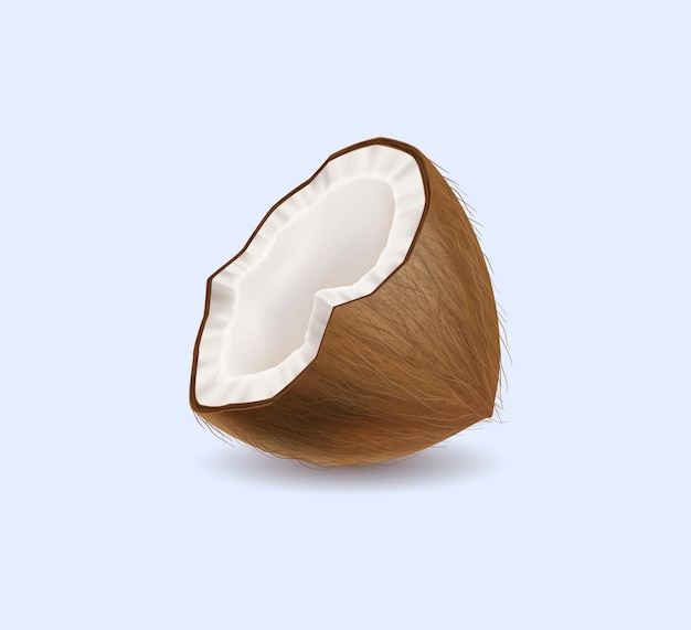 Saggiosa noce di cocco spaccata illustrazione vettoriale semi-realistica