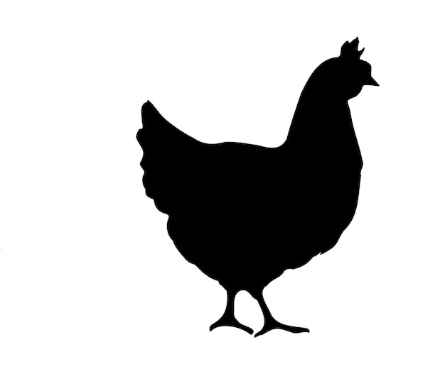 Sagoma di pollo Elemento di uccello in semplice stile piatto isolato su sfondo bianco Disegno di simbolo vettoriale della collezione Farm