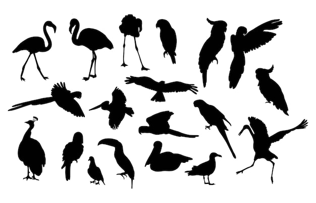 Sagome di uccelli Raccolta specie piumate diverse tropicali e marine Disegni a mano