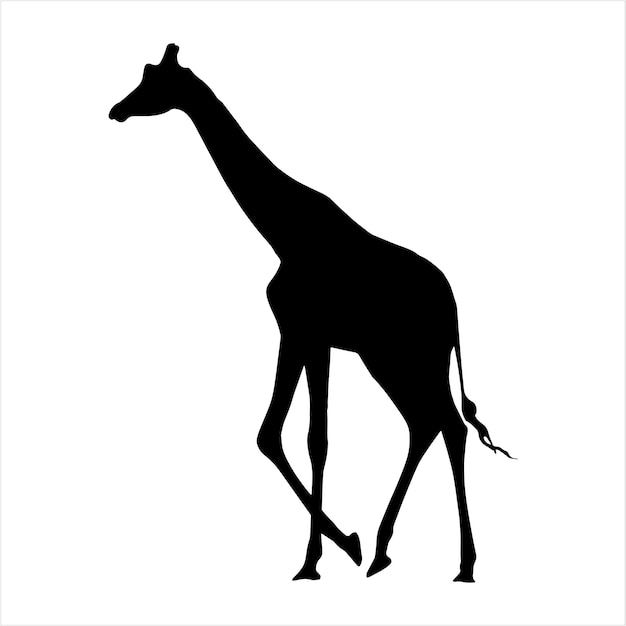 Sagome vettoriali di giraffe La silhouette della giraffa è isolata su sfondo bianco