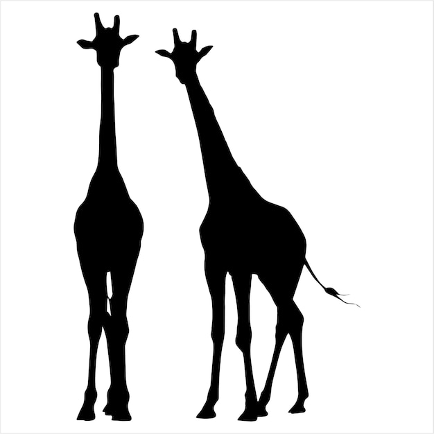 Sagome vettoriali di giraffe La silhouette della giraffa è isolata su sfondo bianco