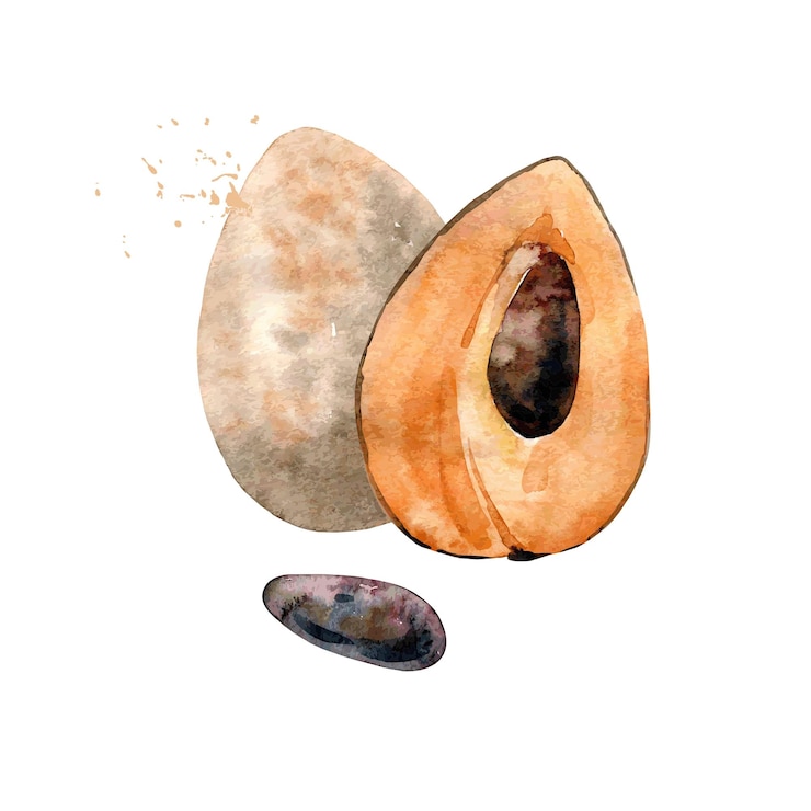 Vettore sapote acquerello vettoriale