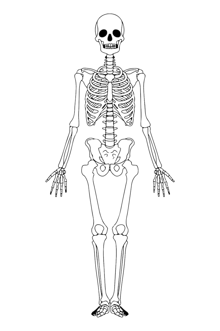 Vettore scheletro delineato illustrazione. scheletro umano nero isolato. anatomia delle ossa umane.