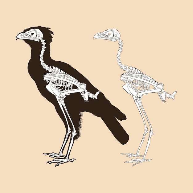 Scheletro herpy eagle illustrazione vettoriale animale