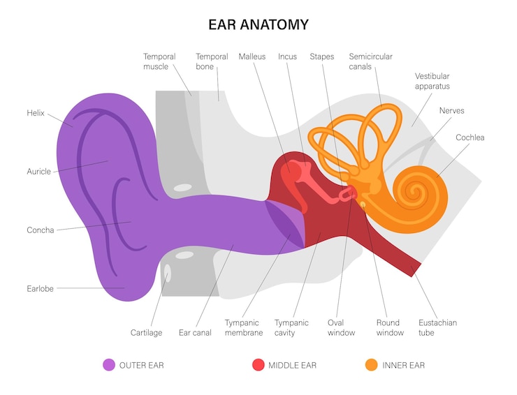 Vettore schema di anatomia dell'orecchio