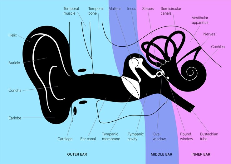 Vettore schema di anatomia dell'orecchio