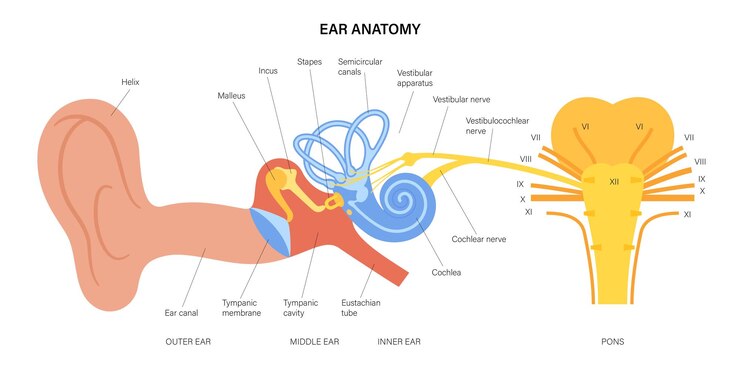 Vettore schema di anatomia dell'orecchio