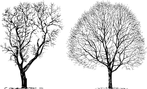 Schizzi di sagome due alberi decidui senza foglie