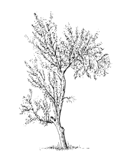 Schizzo albero illustrazione disegnata a mano
