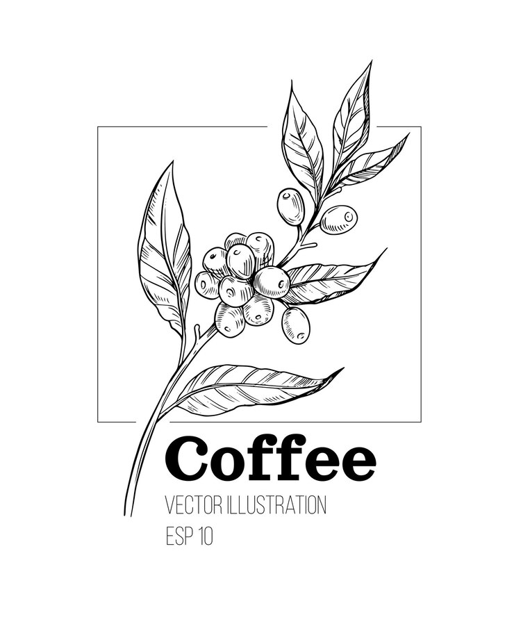 Vettore schizzo di caffè. pianta del caffè. illustrazione vettoriale. contorno nero su sfondo trasparente