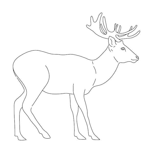 Schizzo di cervo disegnato a mano Illustrazione disegnata a mano vettoriale