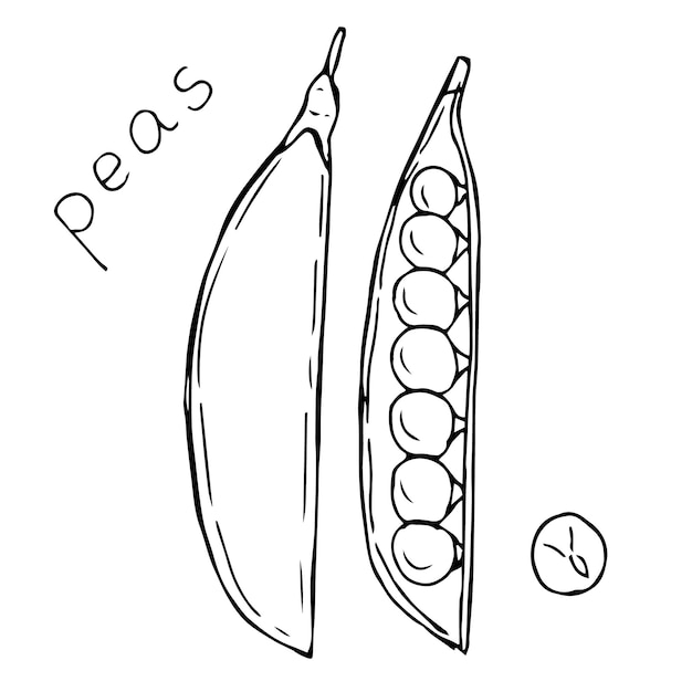 Schizzo di disegno a mano illustrazione vettoriale pisello
