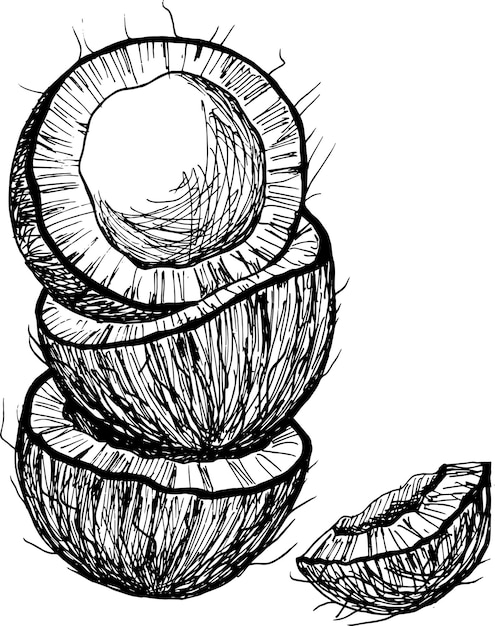 Schizzo di disegno a mano in bianco e nero di cocco