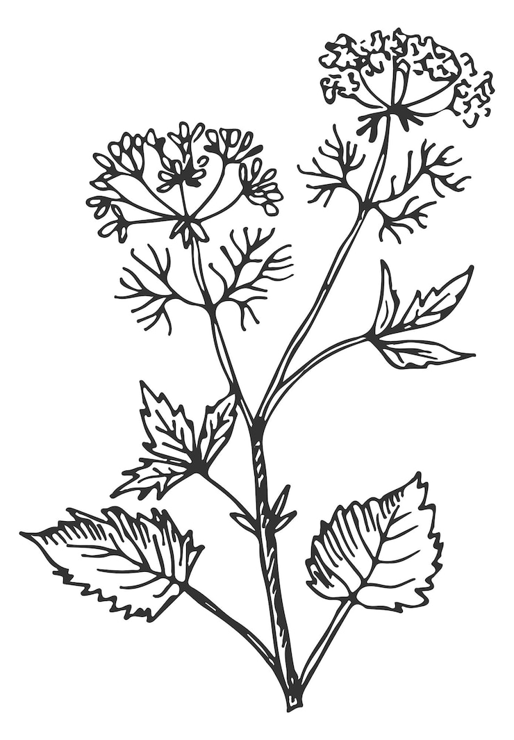 Vettore schizzo di erbe illustrazione botanica aroma speziato pianta isolata su sfondo bianco