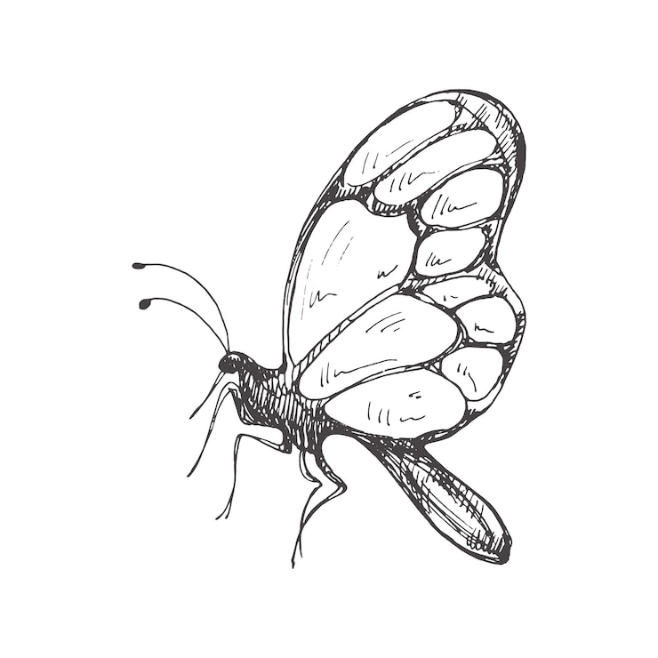 Vettore schizzo di farfalla disegnata a mano scarabocchio di insetti monocromatico elemento vintage in bianco e nero schizzo vettoriale stile retrò dettagliato