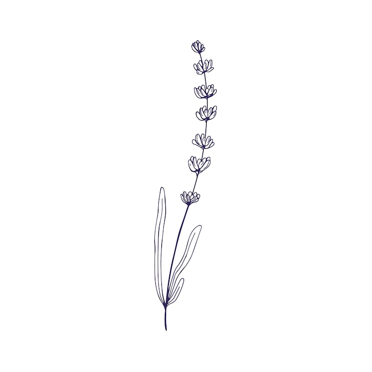Vettore schizzo di fiore di lavanda francese pianta floreale di gambo di lavanda delineata disegno contornato erba in fiore lavanda lavandula illustrazione vettoriale botanica disegnata a mano isolata su sfondo bianco
