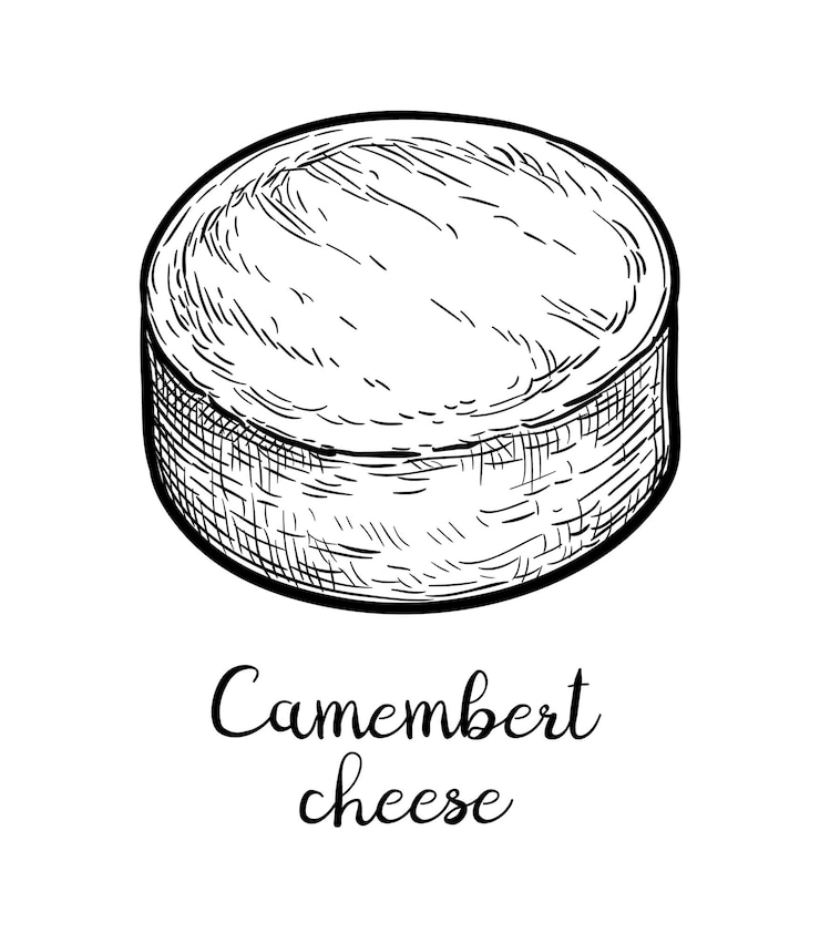 Vettore schizzo di inchiostro al formaggio camembert