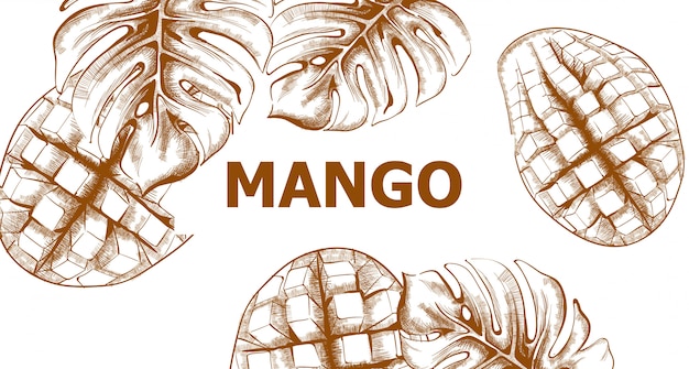 Schizzo di mango