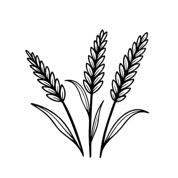 Schizzo di orecchie di grano Illustrazione di disegno a mano vettoriale isolata sullo sfondo