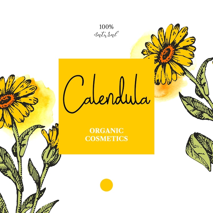 Vettore schizzo disegnato a mano acquerello fiori selvatici sullo sfondo illustrazione vettoriale di erbe e fiori medicinali disegno di imballaggi di cosmetici naturali