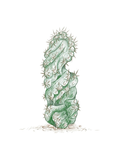 Schizzo disegnato a mano di Cereus Forbesii Spiralis Cactus