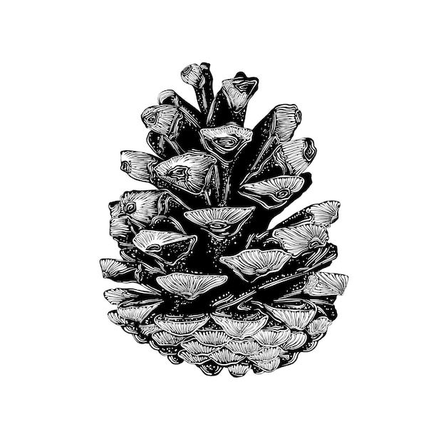 Schizzo disegnato a mano di pinecone nel nero isolato.