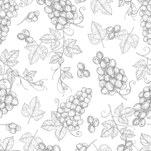 Schizzo uva seamless