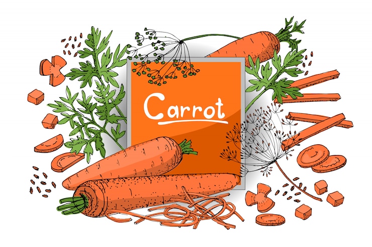Vettore schizzo vegetale una serie di carote di diversi tipi. radici arancioni, cime di carote verdi e semi.
