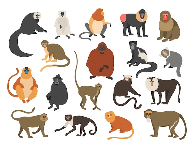 Scimmie dei cartoni animati Animali tropicali esotici Diversi tipi di razze di primati Mandrillo e bekantan Lemure rampicante Divertente scimpanzé o orangutan Scimmie pelose con code Set di fauna vettoriale