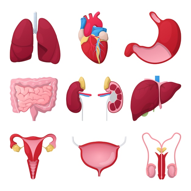 Selezione di anatomia umana