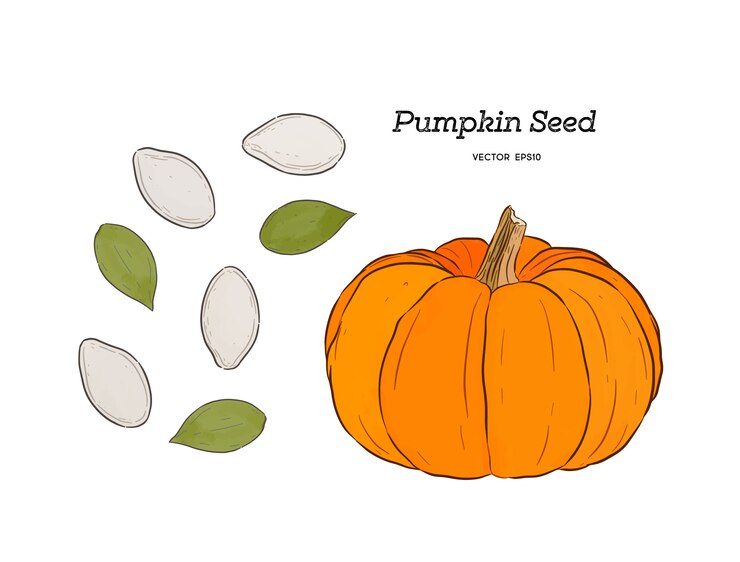 Seme di zucca