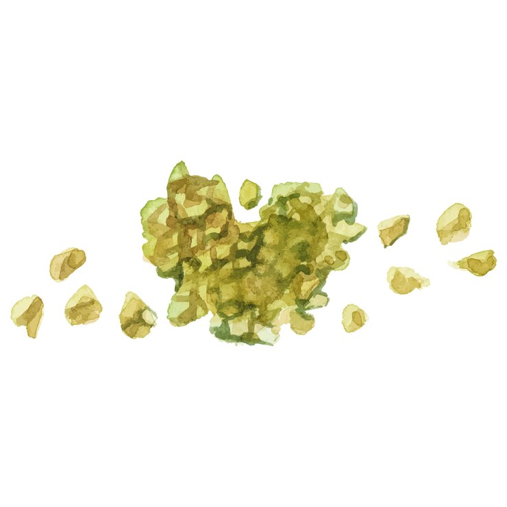 Semi di origano dipinti ad acquerello Elemento di design di alimenti freschi disegnato a mano isolato su sfondo bianco