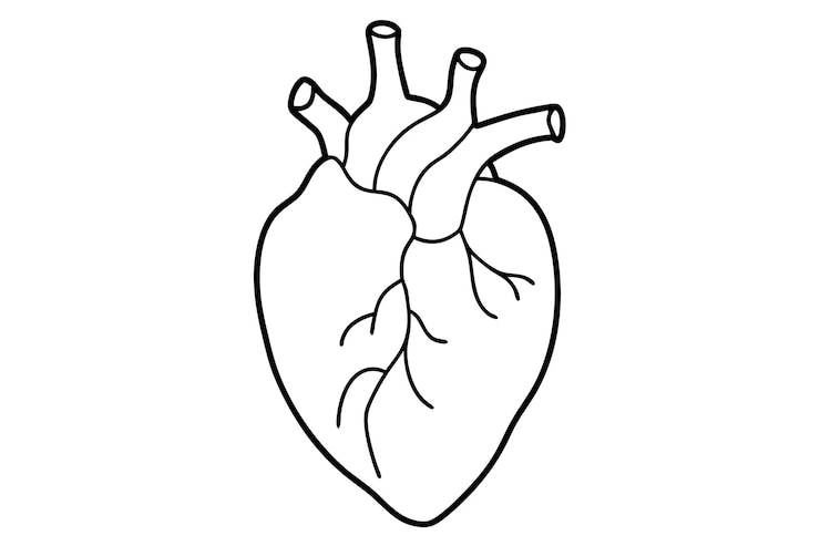 Vettore semplica illustrazione anatomica del cuore in bianco e nero