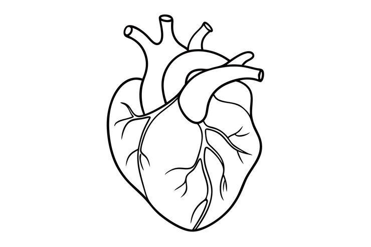 Vettore semplifica dell'illustrazione del cuore umano su sfondo bianco