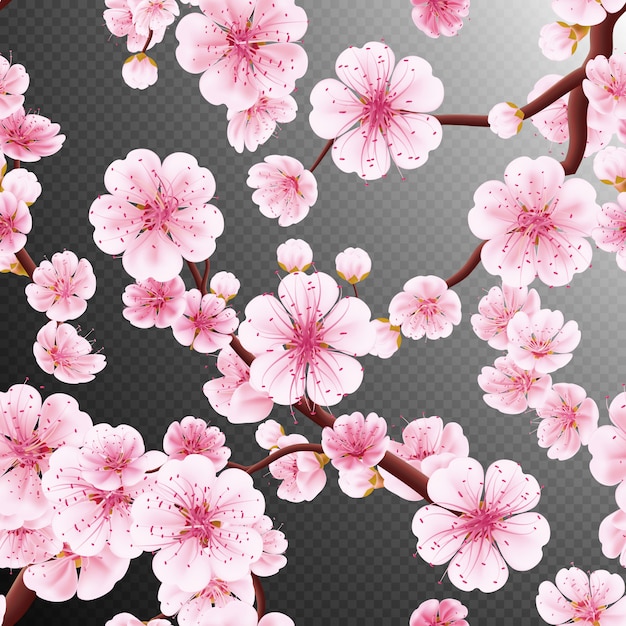 Senza soluzione di continuità di rosa Sakura.