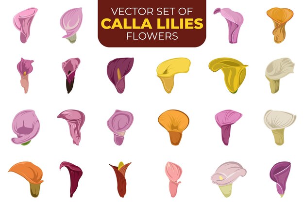 serie di illustrazioni di fiori di gigli di calla