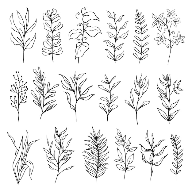 set botanical leaf doodle wildflower line art